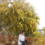 dscn6267mimosen-in-sitia