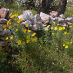 dscn6413am-wegesrand