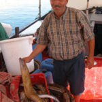 dscn7420-eine-harasse-voller-muraenen