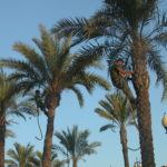 dscn7943-palmenpflege-am-hafenquai-von-cartagena