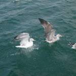 dscn8550-taeglicher-futterwettbewerb