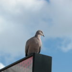 dscn8864-kritische-friedenstaube