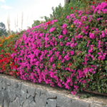 dscn8867-blumen-im-november-am-quai-von-playa-blanca-lanzarote