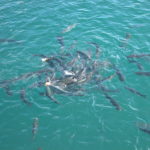 dscn8871-gefraessige-fische-im-hafen