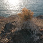 dscn9027-behauptet-sich-auf-kargem-boden