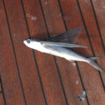 dscn0007-in-der-nacht-an-deck-geflogen