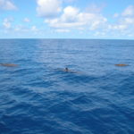 dscn0031-aha-gleich-drei