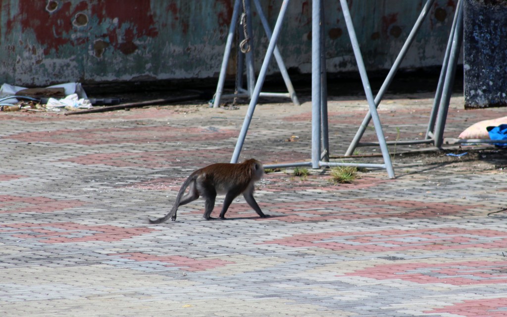 5 Affe zu Besuch auf dem Trockenplatz