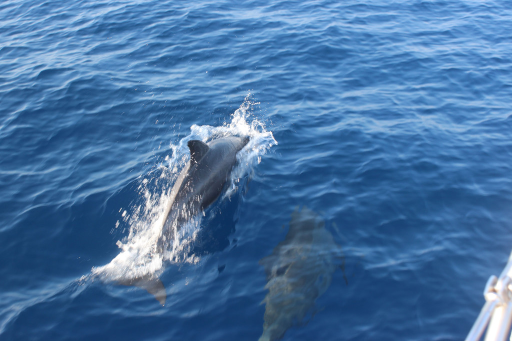 15 Delfine zur BegrÅssung