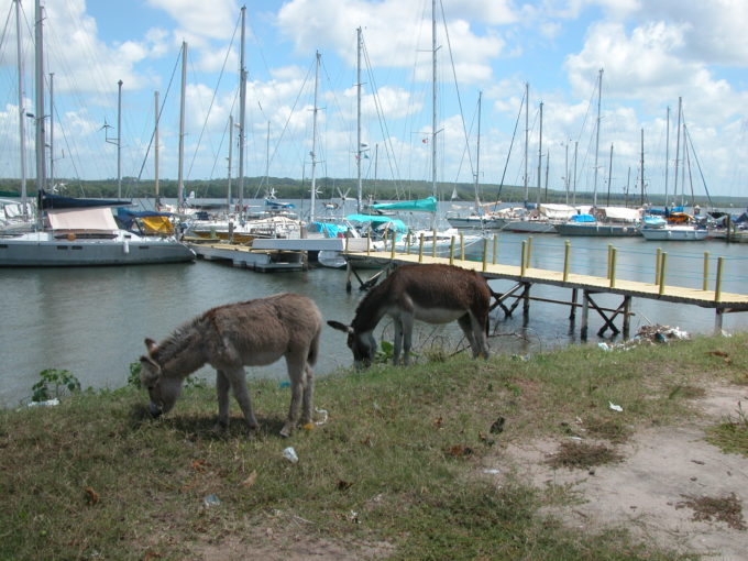 dscn0001a-marina-jacare