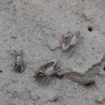 dscn0003a-flusskrebse-gibts-hier-massenhaft