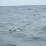 dscn0180-sie-begleitete-uns-lange-zeit