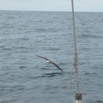 dscn0181flog-immer-wieder-heran