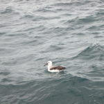 dscn0182-und-setzte-sich-neben-uns-wir-nannten-sie-adolf