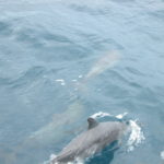 dscn0206-immer-angenehme-gesellschafter