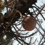 dscn0288-exotische-baumfrucht