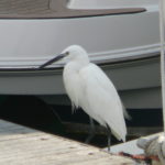 dscn8638x-silberreiher-zu-besuch-am-steg