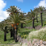 dscn9664-palmen-auf-1400m