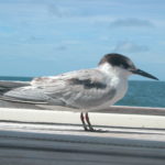 dscn1380-beringte-seeschwalbe-begleitet-uns-auf-dem-vordeck