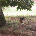 dscn1458-viele-goldhasen-bevolkern-die-inseln