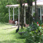 img_9026-durstiger-vogel-am-wasserbecken