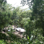 img_9036a-im-regenwald